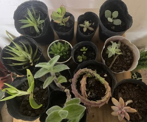 Variedad de suculentas en macetas chicas