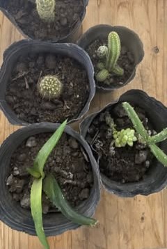 Cactus chicos en macetas