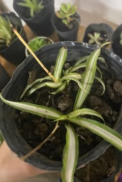 Clorofito (cinta) variegado