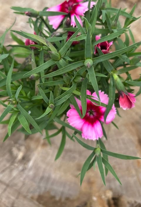 Clavelina rosa en maceta