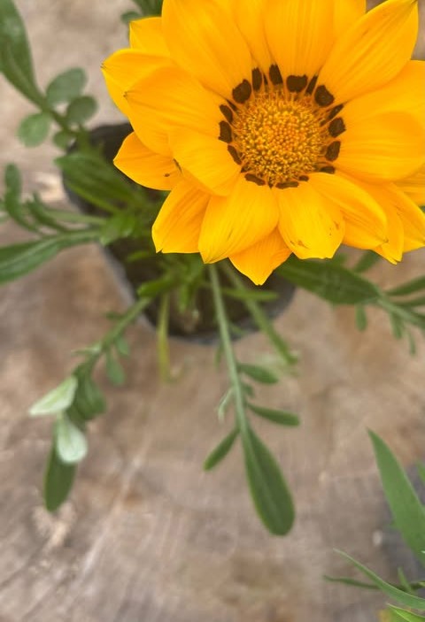 Gazania amarilla en maceta