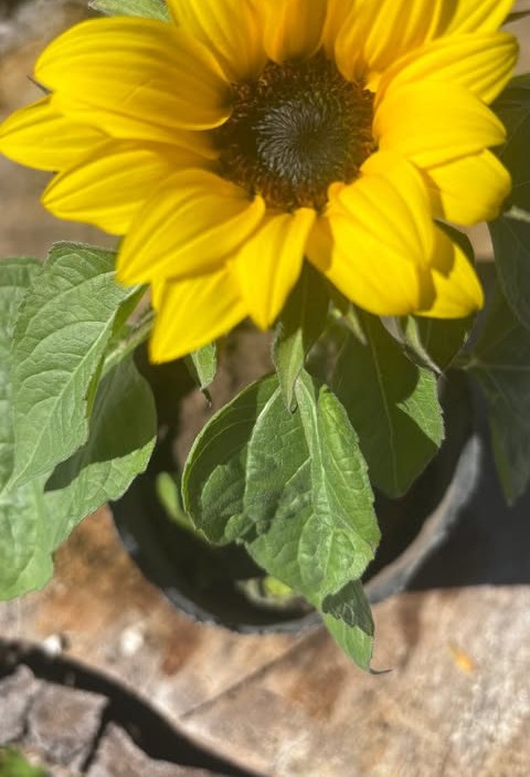 Girasol pequeño en maceta