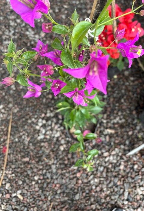 Buganvilla florecida color magenta