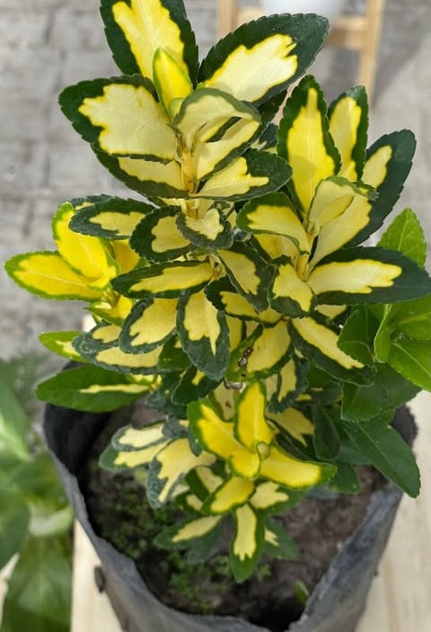 Cóleo variegado verde y amarillo