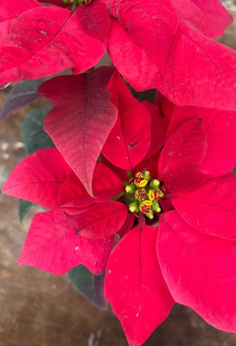 Poinsettia, estrella federal en maceta