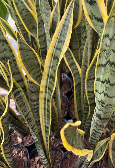 Sansevieria XL de hojas variegadas
