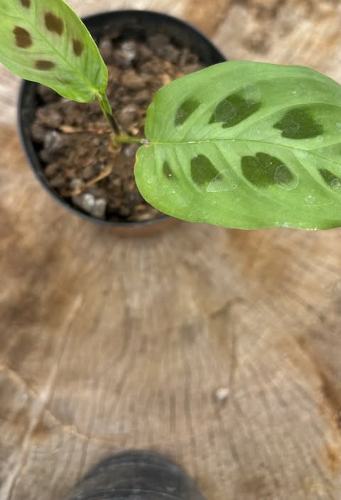 Maranta de hojas moteadas
